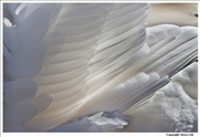 Mute-Swan-feathers-3